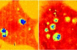 New Ultrasound Technique is First to Image Inside Live Cells