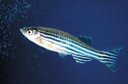 NIH-funded study helps explain how zebrafish recover from blinding injuries