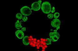 Seasonal images reveal the science behind stem cells