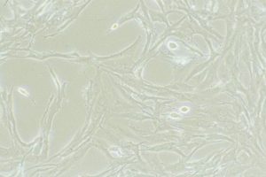 cells-11