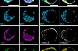 Implantable 3D blastocyst-like embryonic structure generated from mouse stem cells