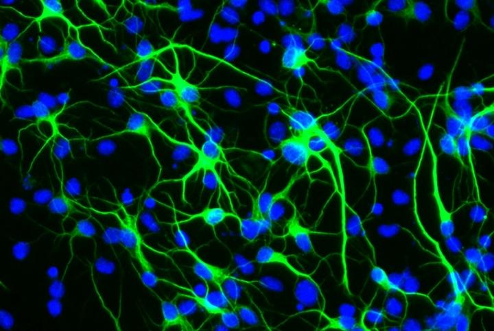 neurons from stem cells