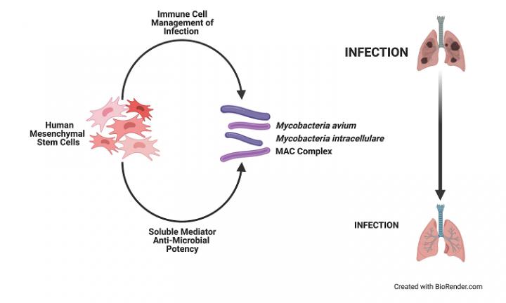 MESENCHYMAL STEM CELLS (hMSCs) ANTI-NON-TUBERCULOUS MYCOBACTERIA ACTIVITY